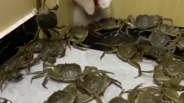 Puppy Scared Among Many Crabs