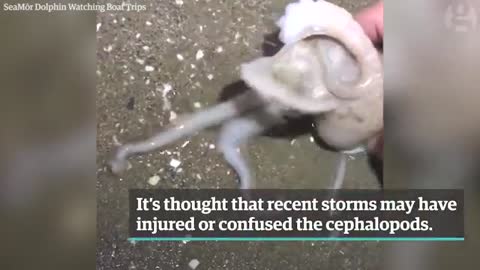 Octopuses found crawling up Welsh beach+