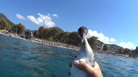 Man Catches Bird Swimming Underwater