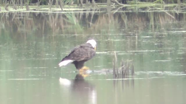 373 Toussaint Wildlife - Oak Harbor Ohio - Ok To Drink And Fly