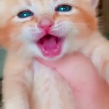 😍💓😍💓😍💓😍💓😍💓😍💓😍💓😍💓😍💓 #cats #shorts