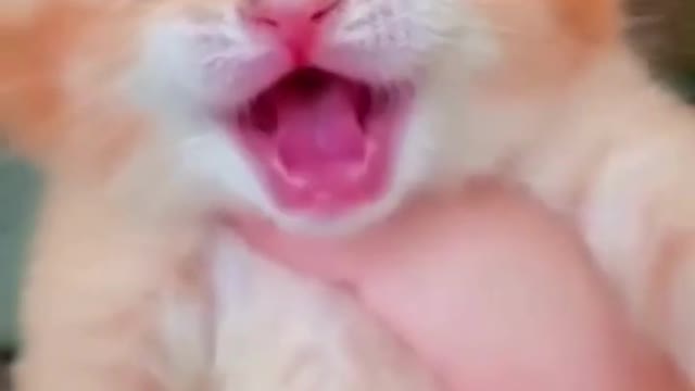 😍💓😍💓😍💓😍💓😍💓😍💓😍💓😍💓😍💓 #cats #shorts
