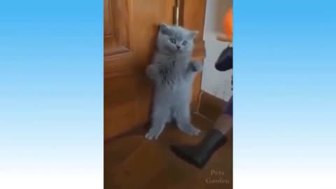 A Kitten completely surprised