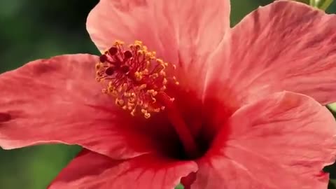 Beautiful Flower / Nature Whatsapp Status Video