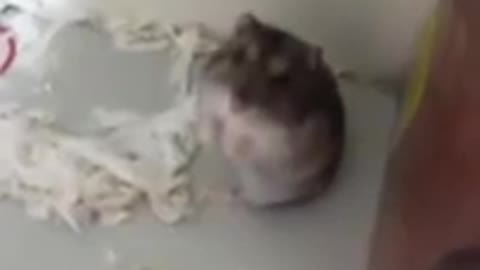 Adorable Hamster gets Shot and pretends to be dead