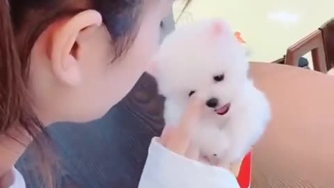 The smallest dog in the world Cute, Adorable & Funny Pomeranian dogs