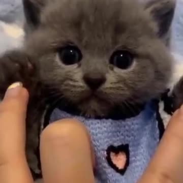 _OMG FUNNY PETS ! CUTIES !