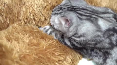 Every cat has magic. I hear you love cats
