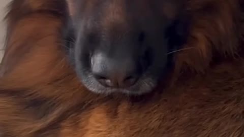 Funny animals prank videos funny animals