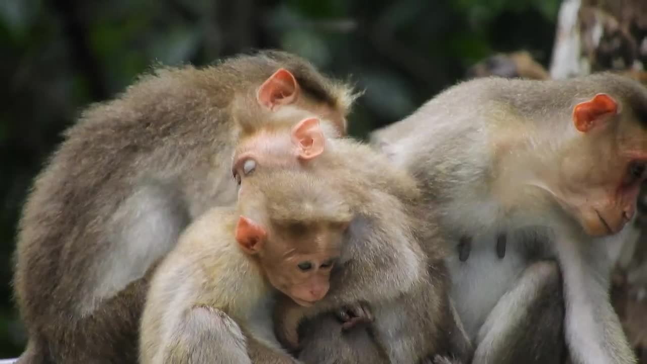 #monkey Monkey Baby Nui | Nui was bathed in the new pool