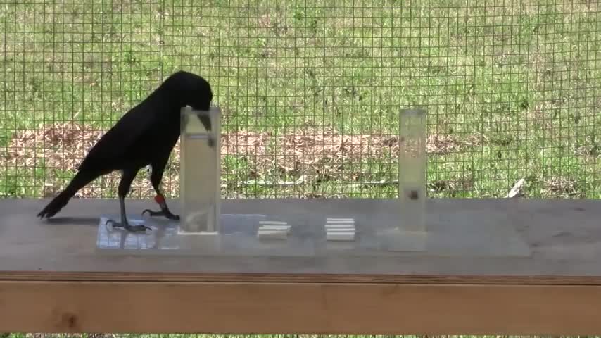 Raven Stone and Water