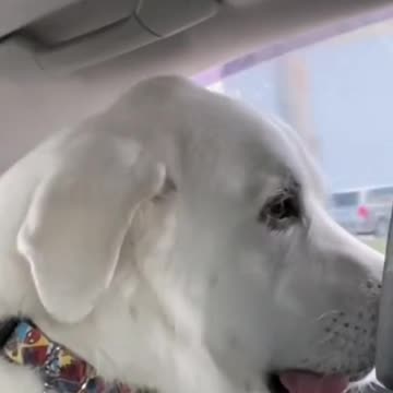 Funny Animal | Cats and dogs funny videos after vet visit.