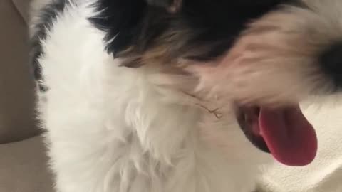 Cute puppy can’t jump down, because it afraid.