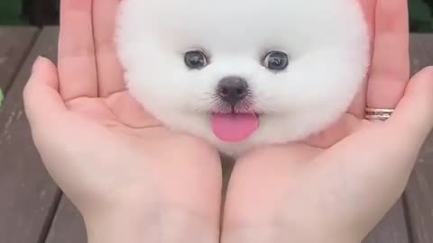 Cute dog 😍🥰