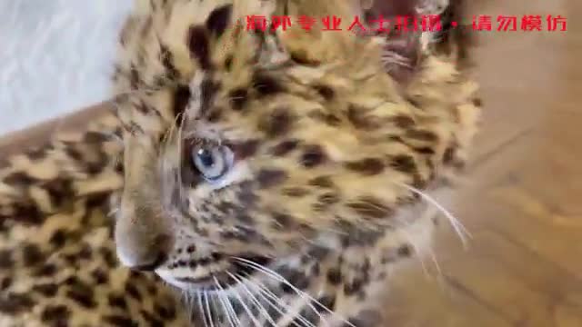 fierce little leopard