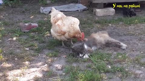 Chicken and cat. Care