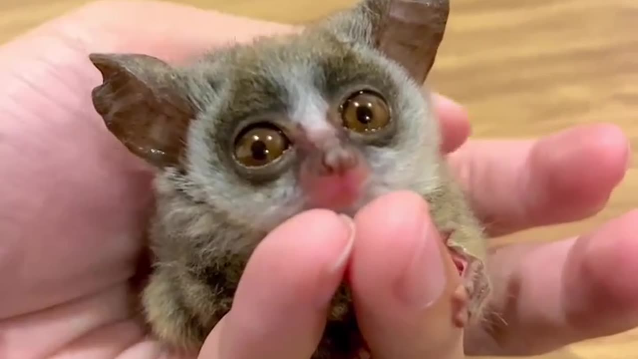 little guy who obviously enjoys the attention