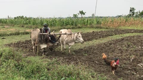 village life in Nepal