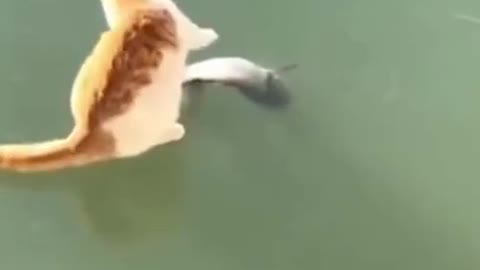 Funny Cat Playing With Frozen Fish