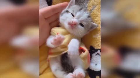 | Cute Baby Cats | 😍🥰 Most Beautiful Cats on the Earth 🥰😍 |