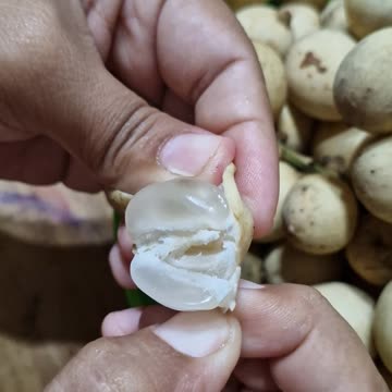 Lanzones, Sweet Tropical Pearls of Happiness