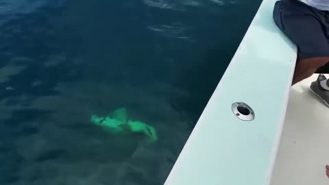Offshore fishing in general
