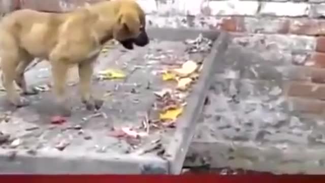 Cute dog and monky video