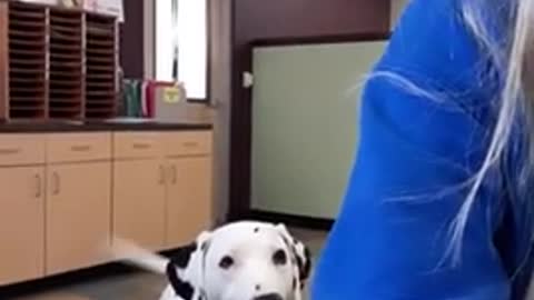 Dog Keeps Jumping Behind Owner to Grab her Attention