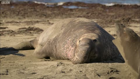 Up Close to Elephant Seals Fighting | BeachMaster | Super Giant Animals | BBC Earth