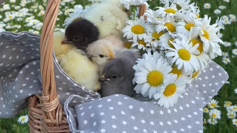 chicks-and-white-flowers-on-a-basket