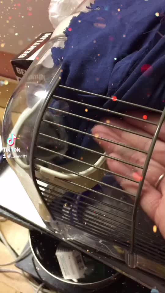 Playing With Hamster