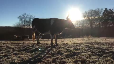 Frosty farm morning