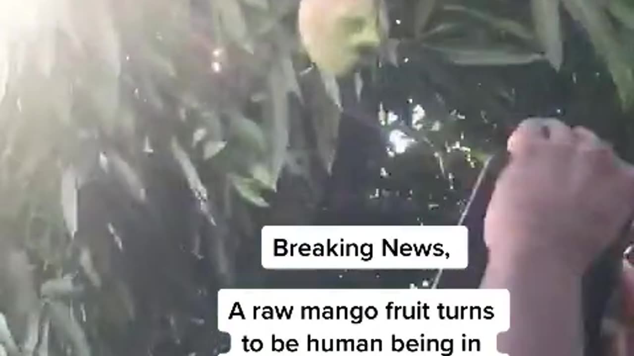 Today News Mongo fruit being human