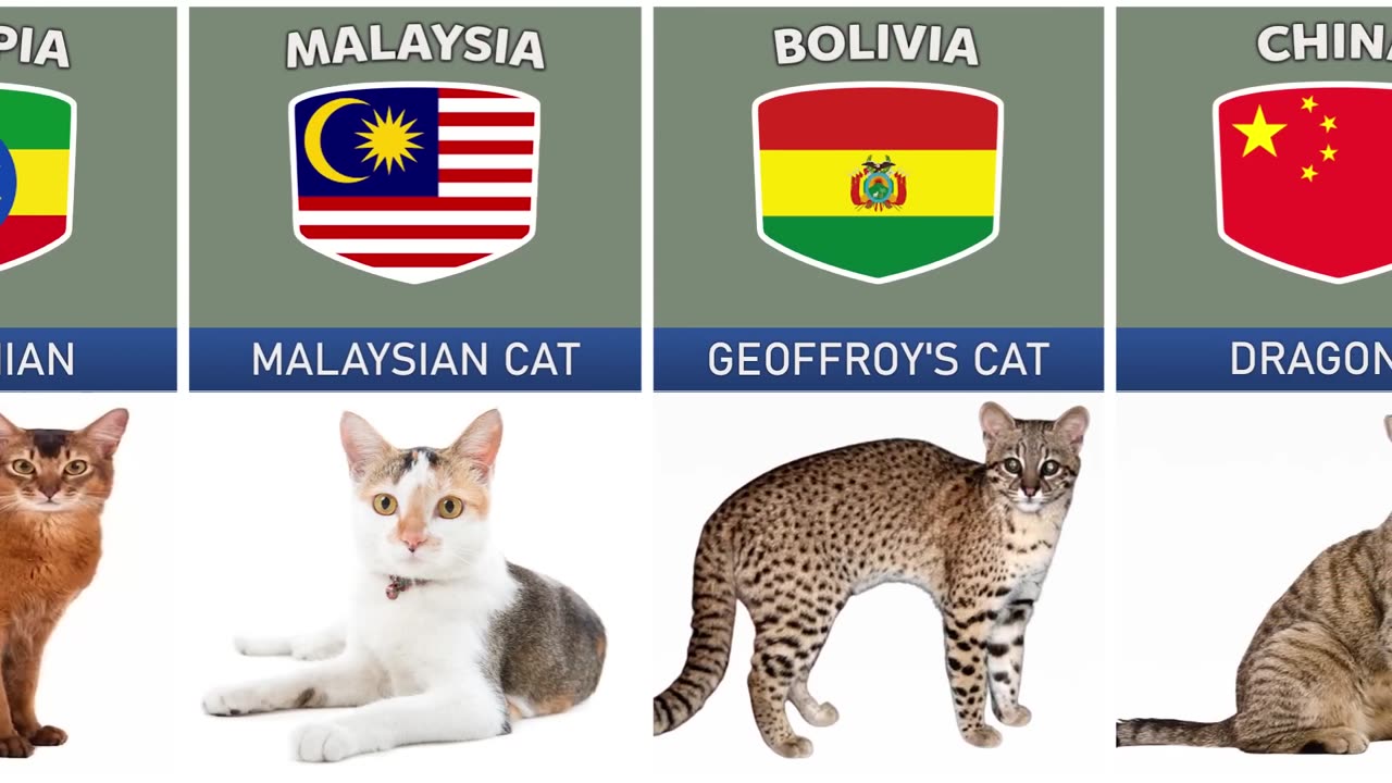 CATS BREEDS FROM DIFFERENT COUNTRIES