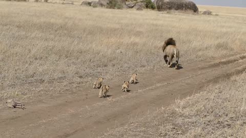 lion dad tries tries DITCH his kids!