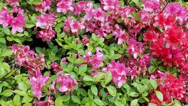 The royal azalea on rainy day
