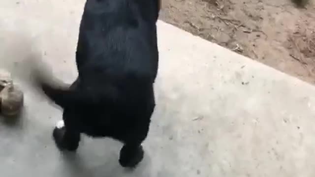 Ate the bottom out of the treat bag