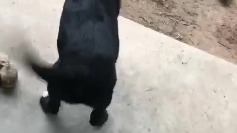 Ate the bottom out of the treat bag