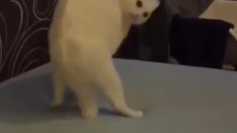 Tiktok Funny Pets