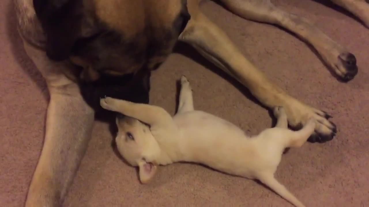 ¡Cachorro cree que este Mastiff Inglés es su mamá!