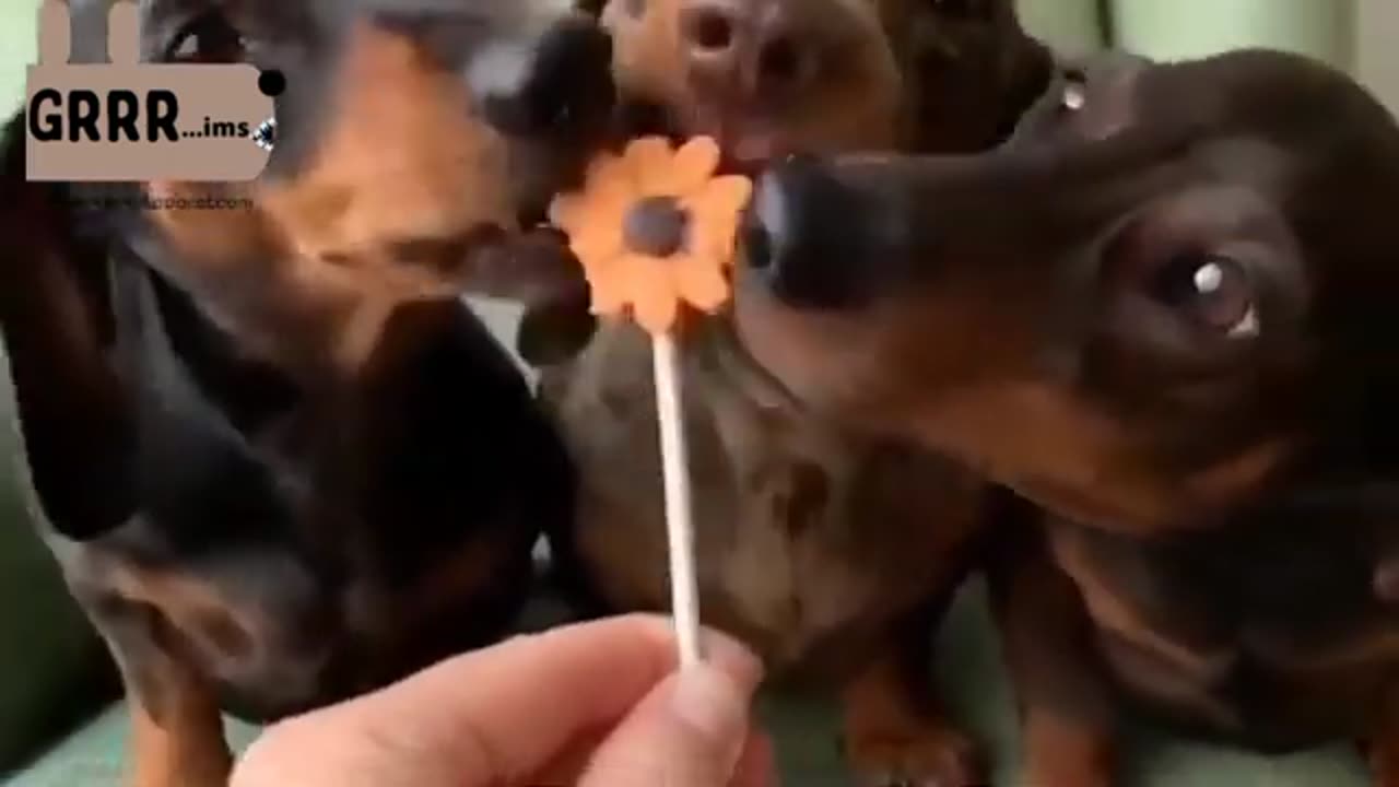 🤣 🤣 Funny Dog clips. Don't watch if you ain't prepared to laugh. 😂