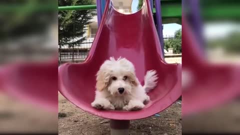 Cute Baby Funny Dog