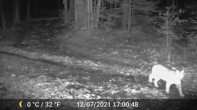 Bobcat on night cam