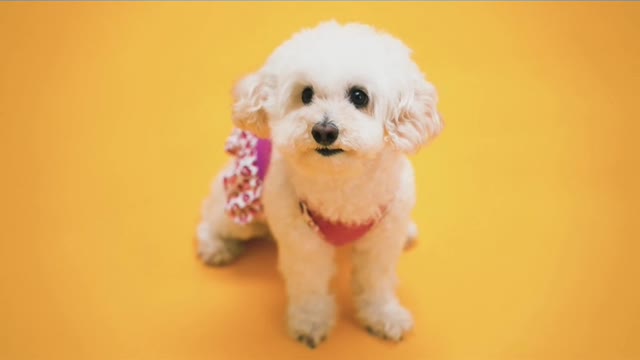 The most cute and most funny puppy