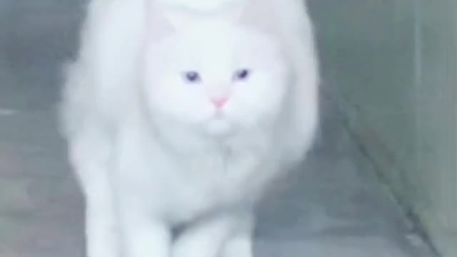 Funny cat ! Beautiful cat ! Cat video 7