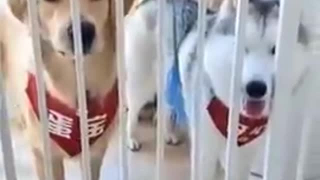 PRANKING DOGS!! DON'T LAUGH!!