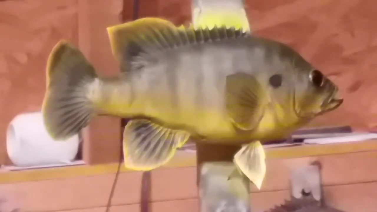 How to Paint a Green Sunfish