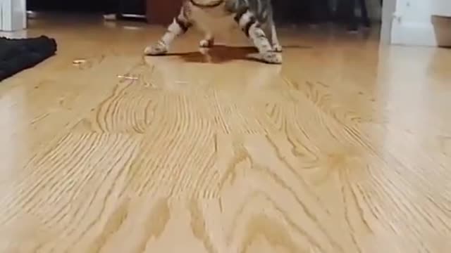 A cat practicing hunting 🐈😻😅