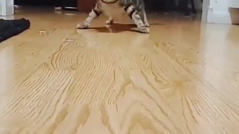 A cat practicing hunting 🐈😻😅