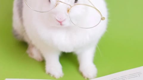 My cute rabbit